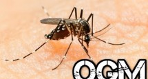 zika